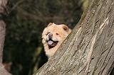 CHOW CHOW 668